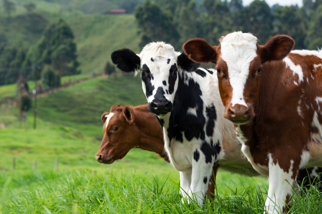 Cows without horns on a pasture