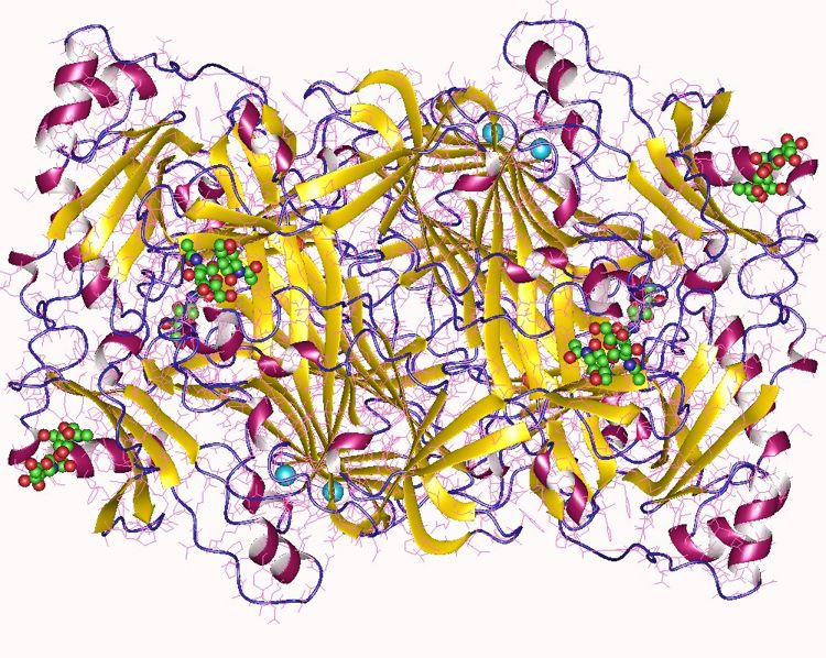 Diamine oxidase representation, from Wikipedia, Deposition authors: McGrath, A.P., Guss, J.M.;  
visualization author: User:Astrojan;This file is licensed under the Creative Commons Attribution-Share Alike 4.0 International license.