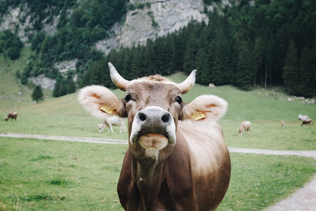 Kuh mit Hörnern auf einer Alm
