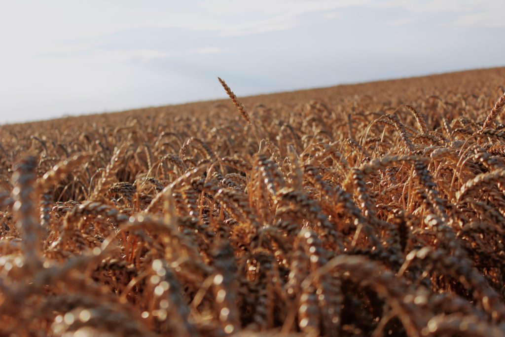 Wheat field / Photo by Fleur on Unsplash