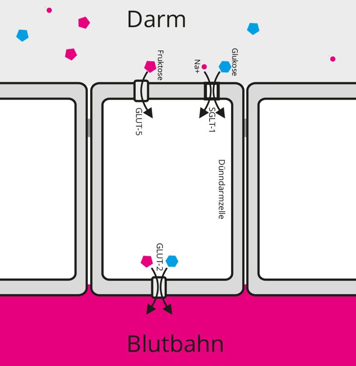 Schema der Aufnahme von Fructose und Glucose im Darm.