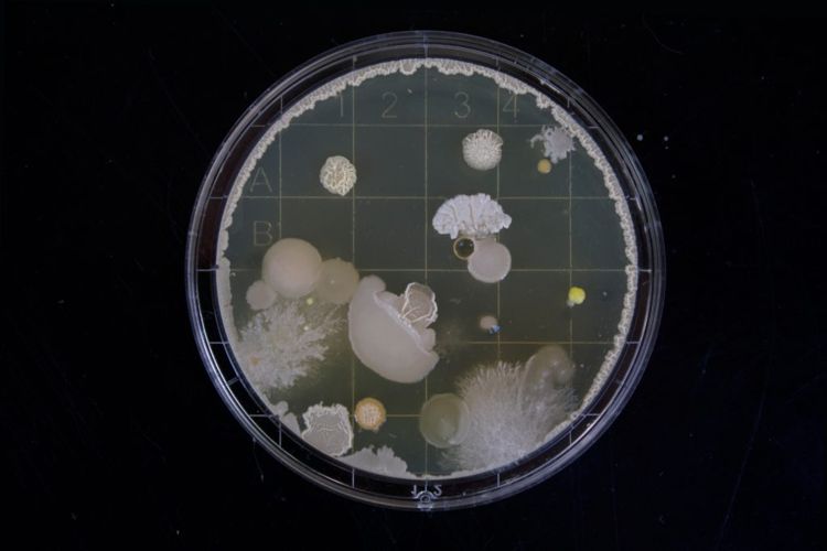 Bacteria in a petri dish